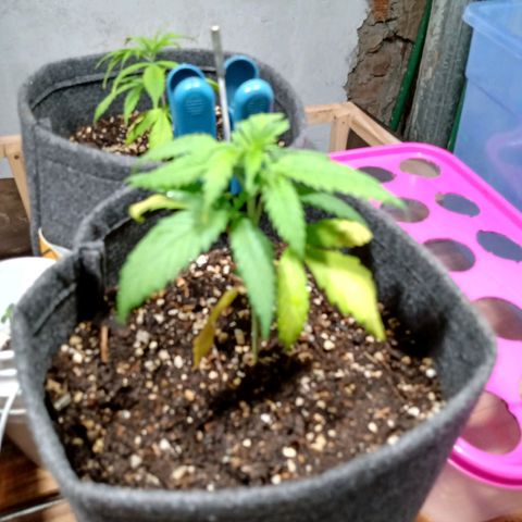 Gelato Cake growlog photo: Trasplante a maceta geotextil de 4 litros 