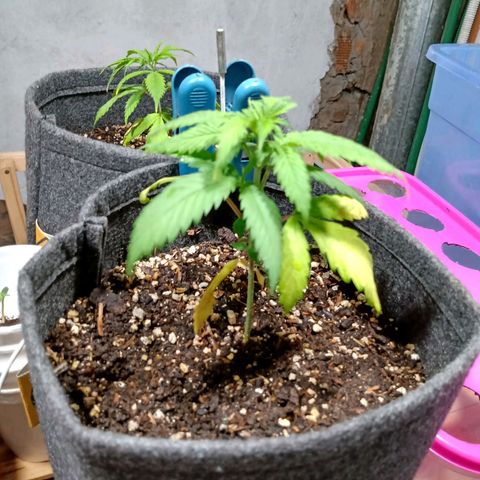 Gelato Cake growlog photo: Trasplante a maceta geotextil de 4 litros 