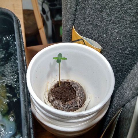 Cleopatra growlog timeline photo