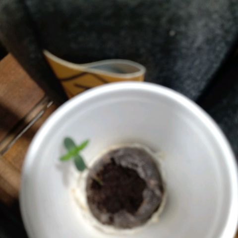 Cleopatra growlog timeline photo