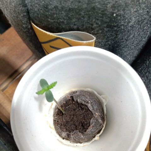 Cleopatra growlog timeline photo
