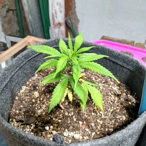Gelato growlog timeline photo