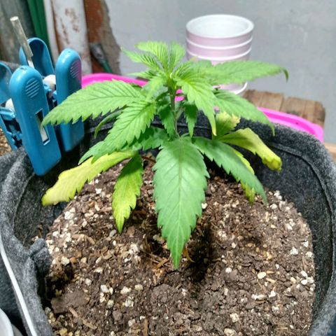 Gelato Cake growlog timeline photo