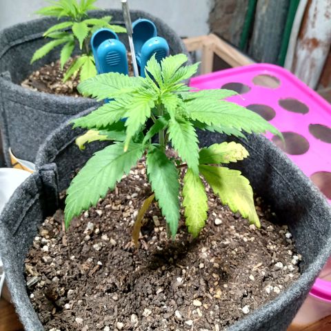 Gelato Cake growlog timeline photo