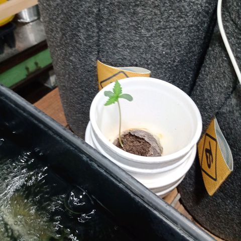 Cleopatra growlog timeline photo