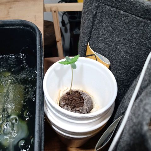 Cleopatra growlog timeline photo