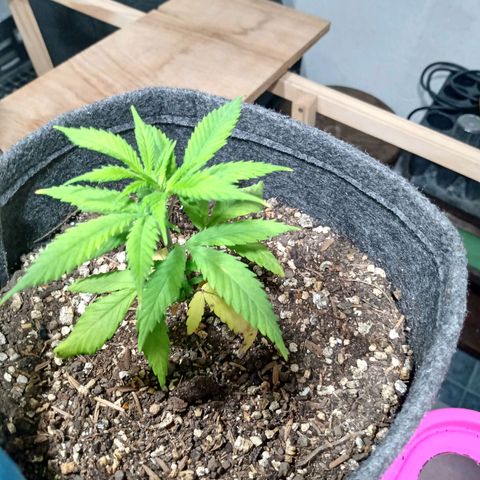 Gelato Cake growlog timeline photo