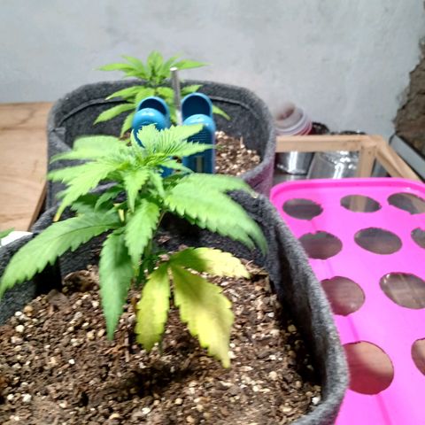 Gelato growlog timeline photo