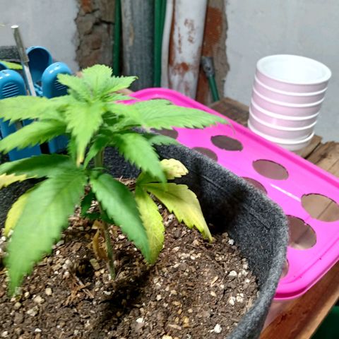 Gelato growlog timeline photo