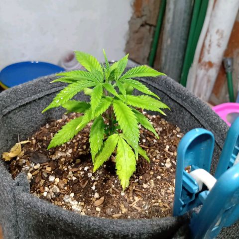 Gelato growlog timeline photo
