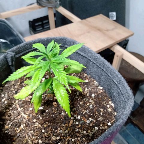 Gelato growlog timeline photo