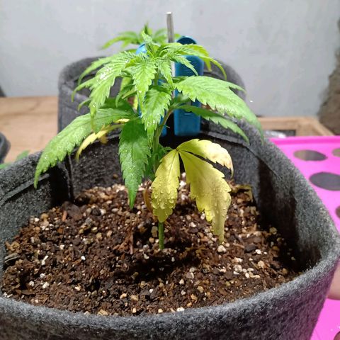 Gelato Cake growlog timeline photo