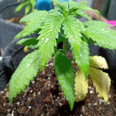 Gelato Cake growlog timeline photo