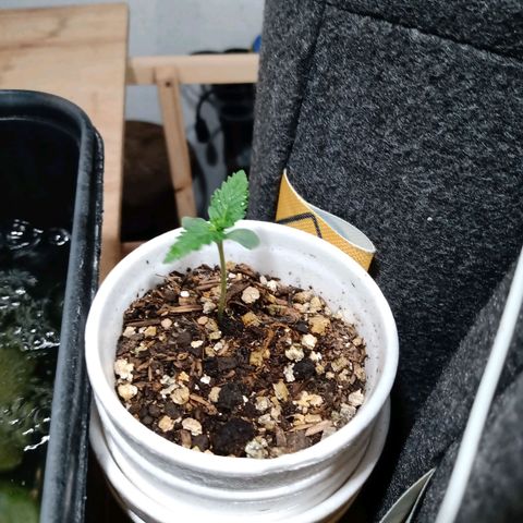 Cleopatra growlog timeline photo