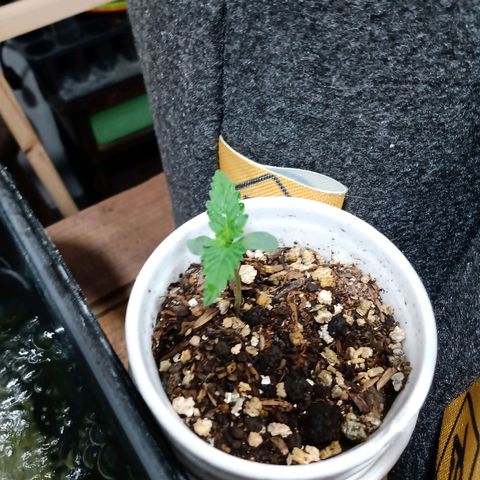 Cleopatra growlog timeline photo
