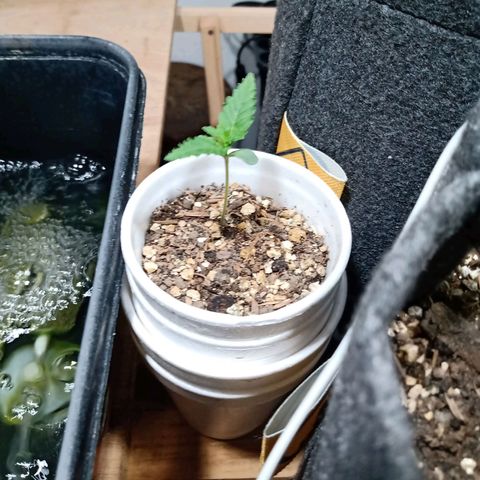 Cleopatra growlog timeline photo