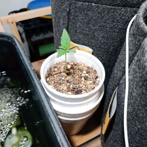 Cleopatra growlog timeline photo