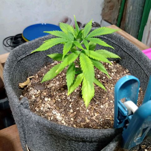 Gelato growlog timeline photo