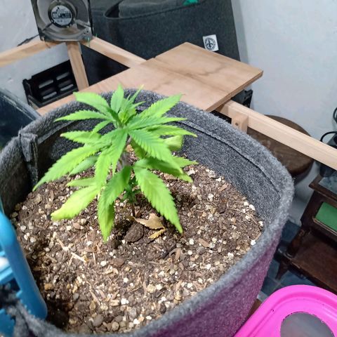 Gelato growlog timeline photo