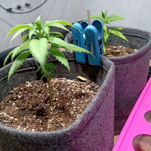Gelato Cake growlog timeline photo