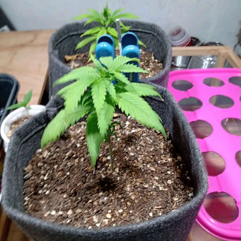 Gelato Cake growlog timeline photo