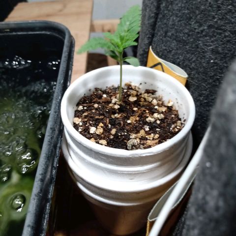 Cleopatra growlog timeline photo