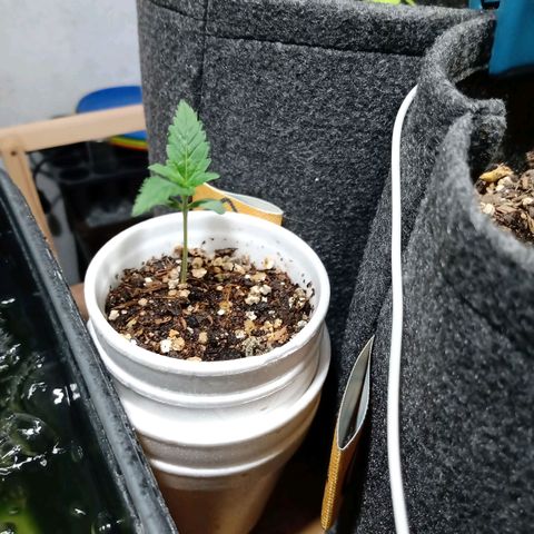 Cleopatra growlog timeline photo