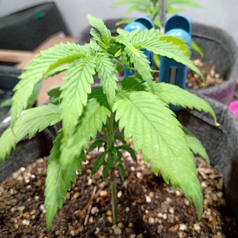 Gelato Cake growlog timeline photo