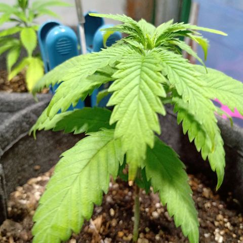 Gelato Cake growlog timeline photo