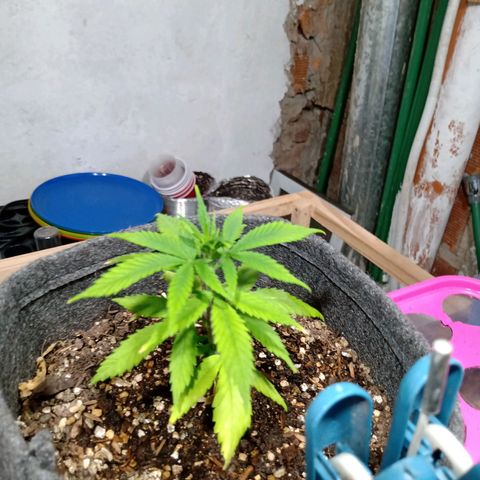 Gelato growlog timeline photo