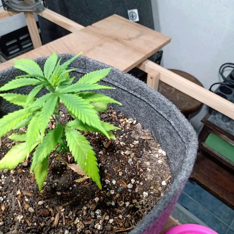 Gelato growlog timeline photo