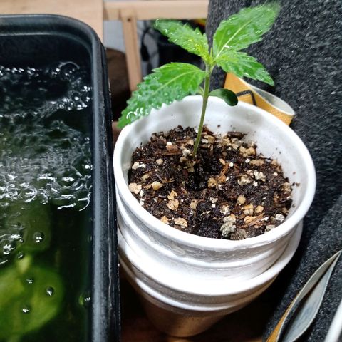 Cleopatra growlog timeline photo
