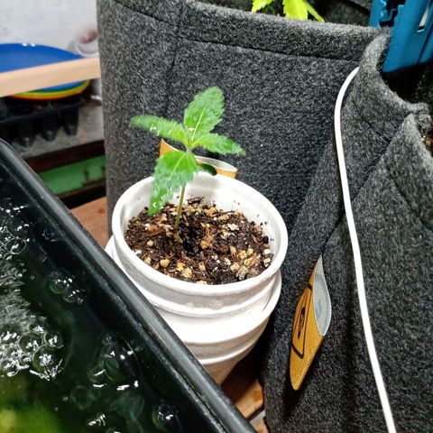 Cleopatra growlog timeline photo