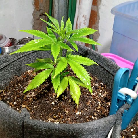 Gelato growlog timeline photo