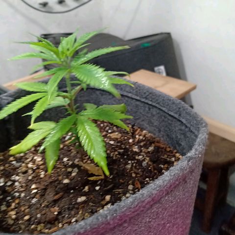 Gelato growlog timeline photo
