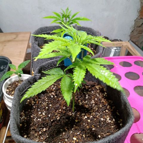 Gelato Cake growlog timeline photo