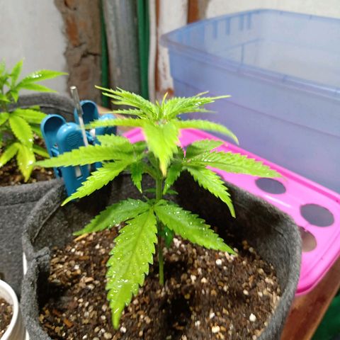 Gelato Cake growlog timeline photo