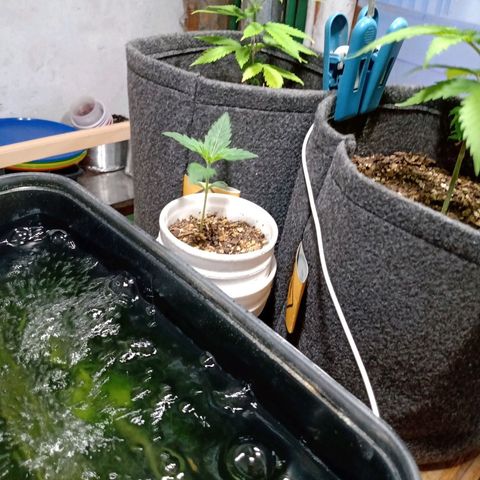 Cleopatra growlog timeline photo