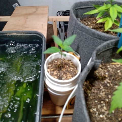 Cleopatra growlog timeline photo