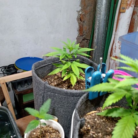 Gelato growlog timeline photo