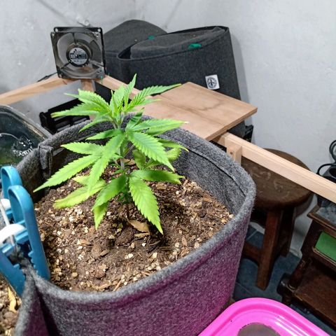 Gelato growlog timeline photo