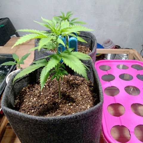 Gelato Cake growlog timeline photo
