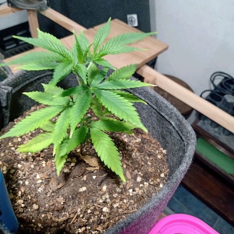 Gelato growlog timeline photo