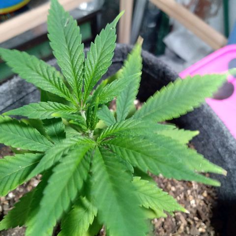 Gelato growlog timeline photo