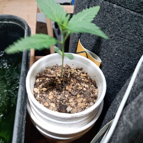 Cleopatra growlog timeline photo