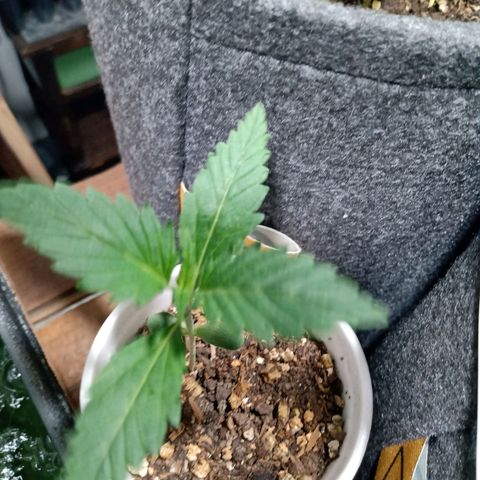 Cleopatra growlog timeline photo