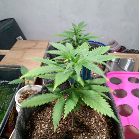 Gelato Cake growlog timeline photo