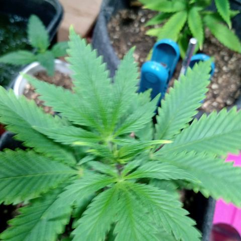 Gelato Cake growlog timeline photo