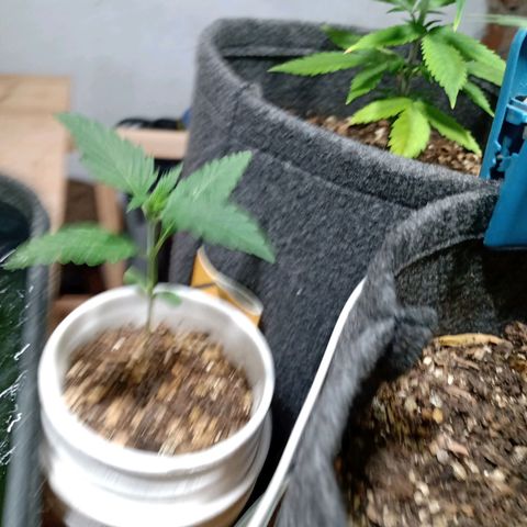 Cleopatra growlog timeline photo
