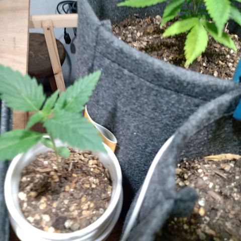 Cleopatra growlog timeline photo